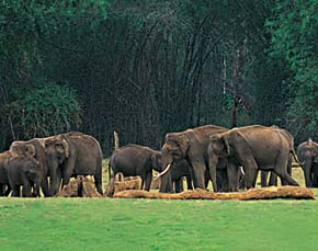 Kerala Wildlife Tour