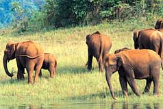 Periyar Wildlife Kerala